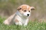CORGI PEMBROKE 1272